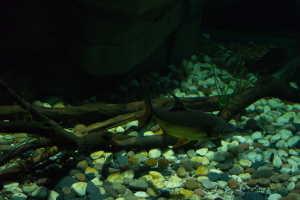 Sea Life London