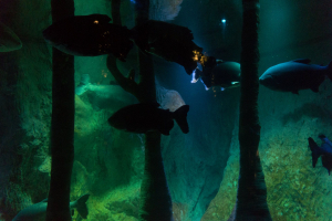 Sea Life London