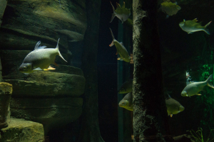 Sea Life London