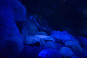 Sea Life London