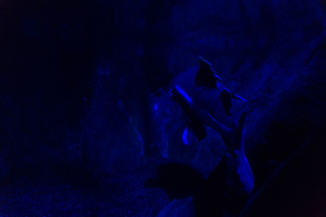 Sea Life London