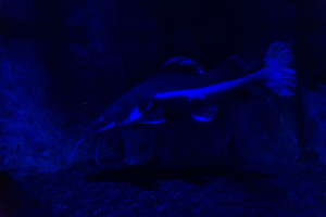 Sea Life London