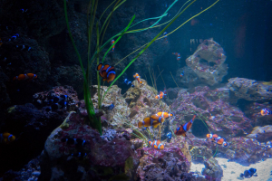 Sea Life London