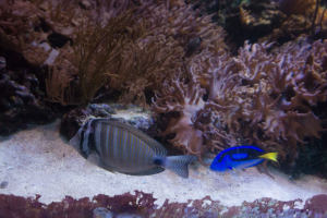Sea Life London