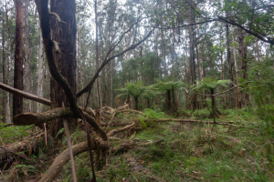 Dandenong Ranges • Sherbrooke Forest