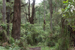 Dandenong Ranges • Sherbrooke Forest
