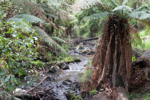 Dandenong Ranges • Sherbrooke Forest