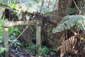 Dandenong Ranges • Sherbrooke Forest