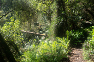 Dandenong Ranges • Sherbrooke Forest