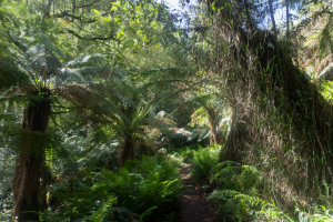 Dandenong Ranges • Sherbrooke Forest