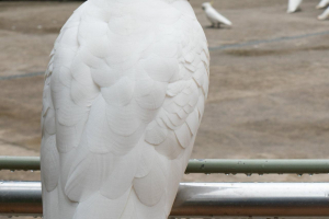 Birds in the Dandenong Ranges