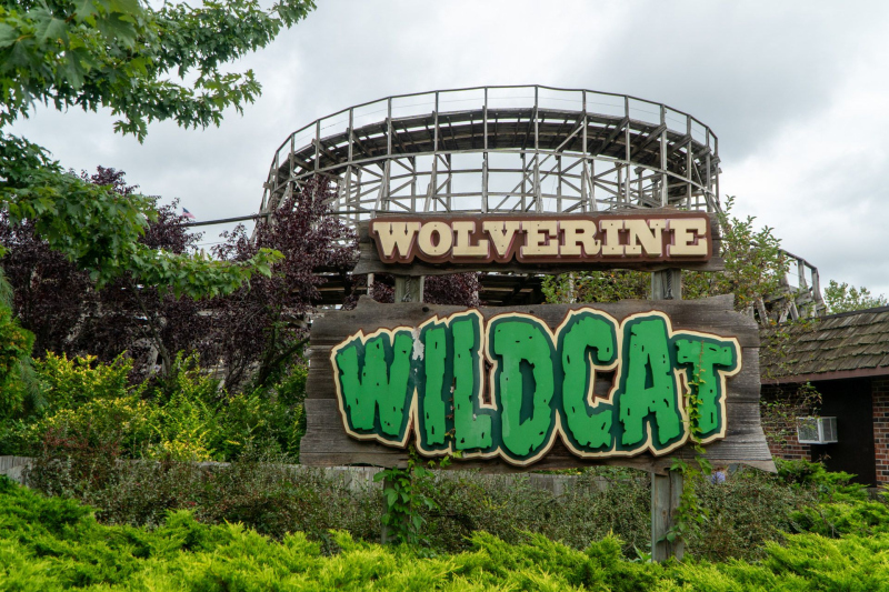 Wolverine Wildcat