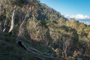 Oriental Claims • Omeo