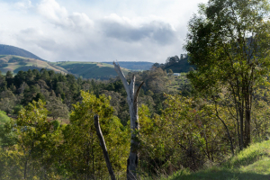 Oriental Claims • Omeo