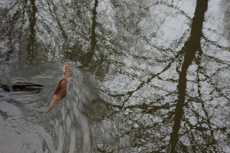 Otter