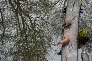 Otter