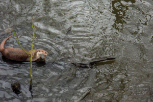 Otter