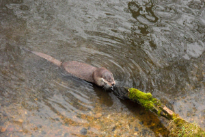 Otter