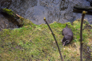 Otter