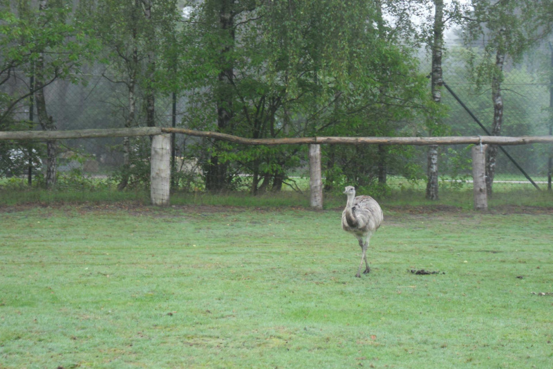 Tiere / Animals