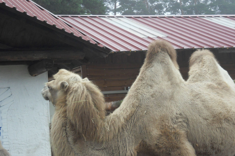 Tiere / Animals