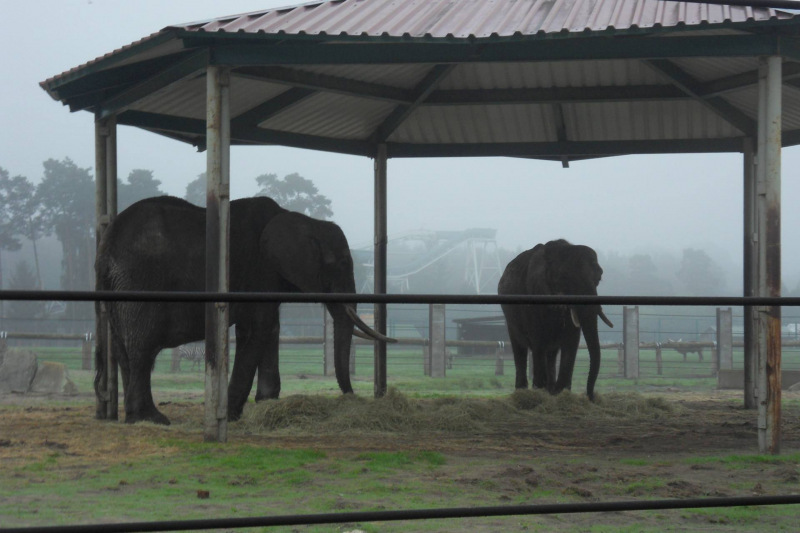 Tiere / Animals