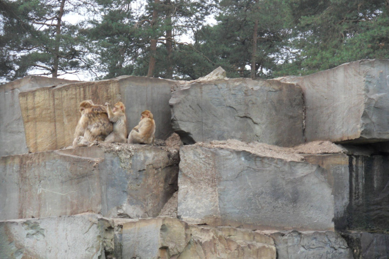 Tiere / Animals