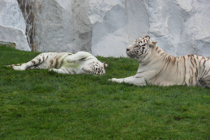 Tiere / Animals