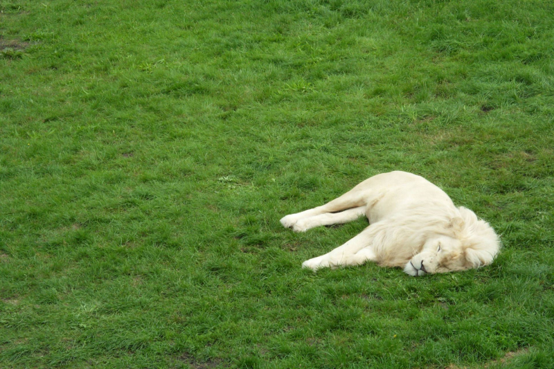 Tiere / Animals