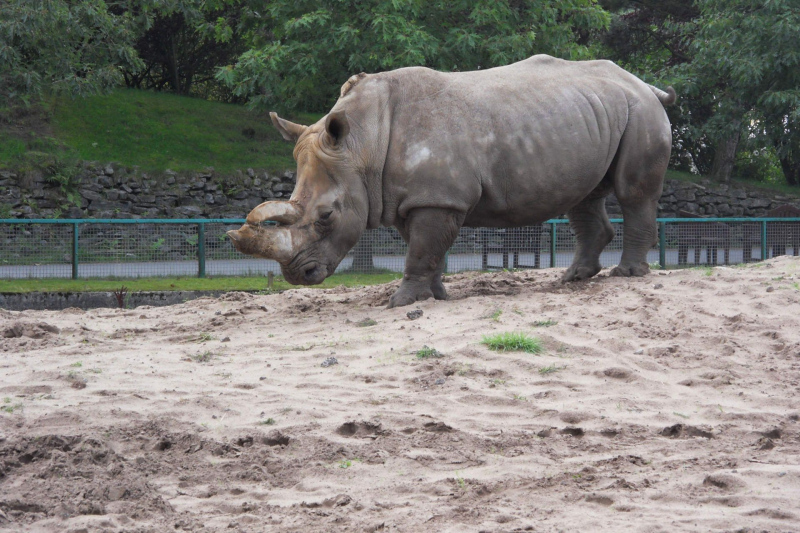 Tiere / Animals