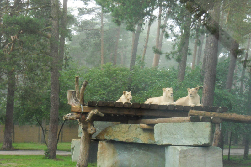 Tiere / Animals