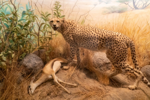 California Academy of Sciences