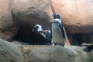 California Academy of Sciences