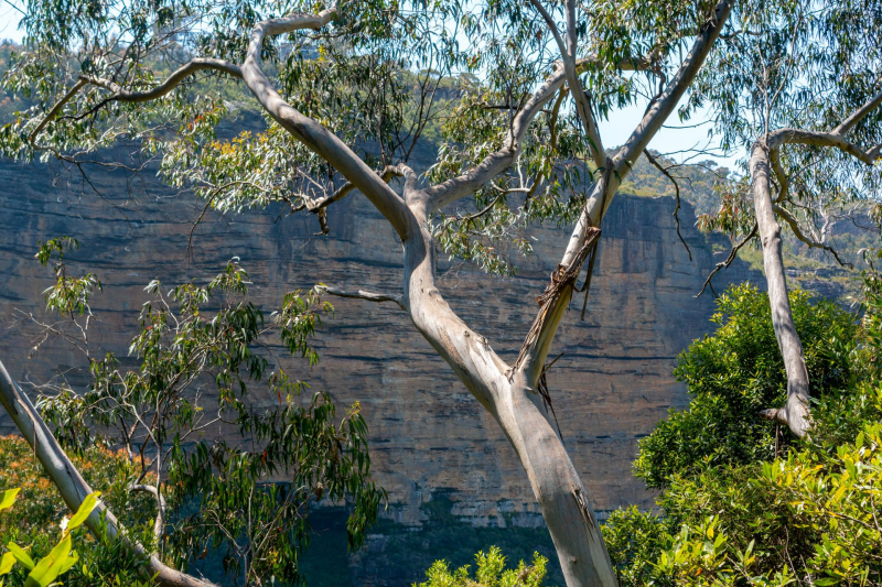 Blue Mountains