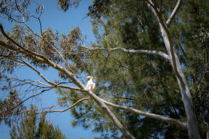 Cockatoo / Kakadu
