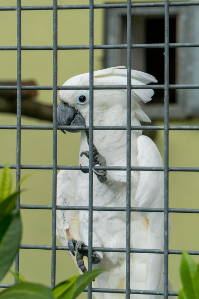 Tiere / Animals