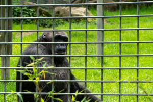 Tiere / Animals