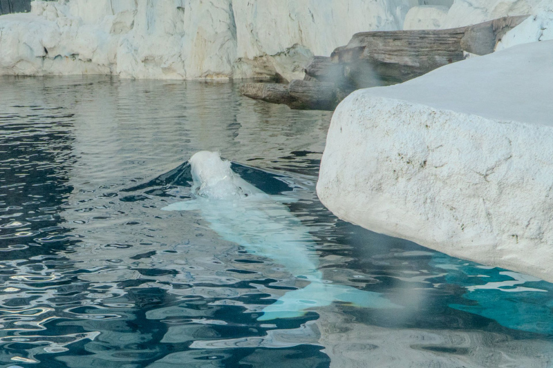 Beluga Whales