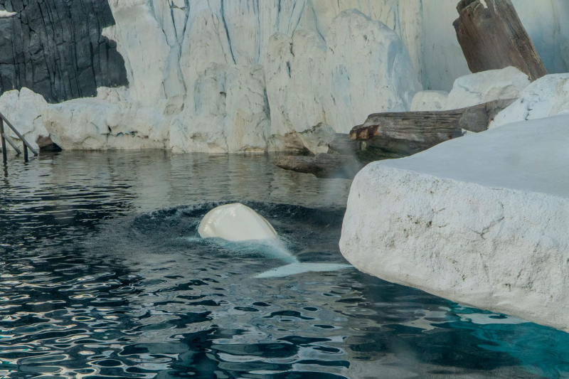 Beluga Whales
