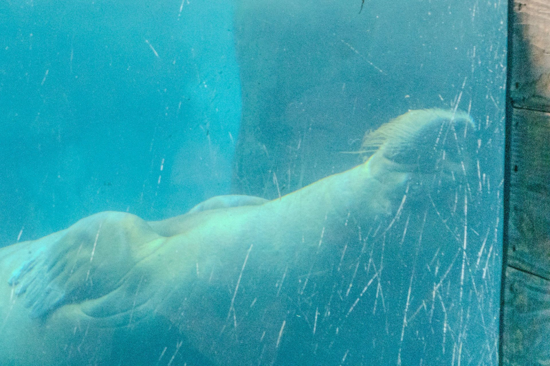 Walrus