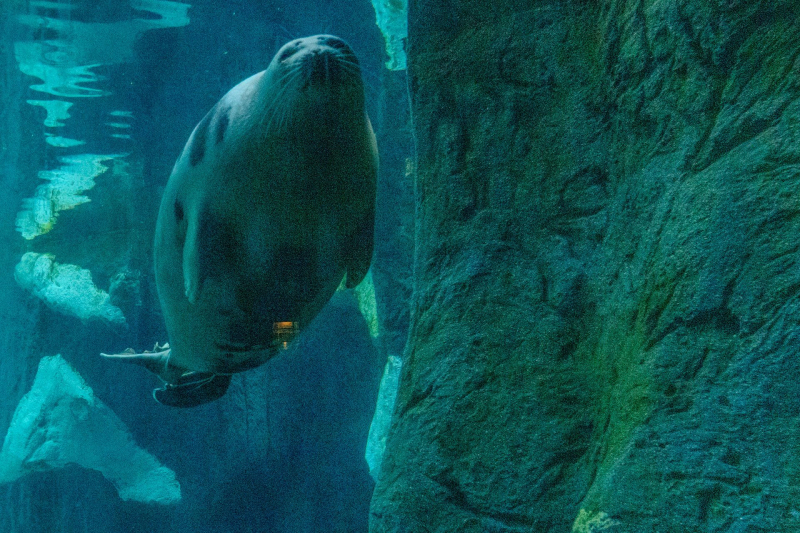 Harbor Seals