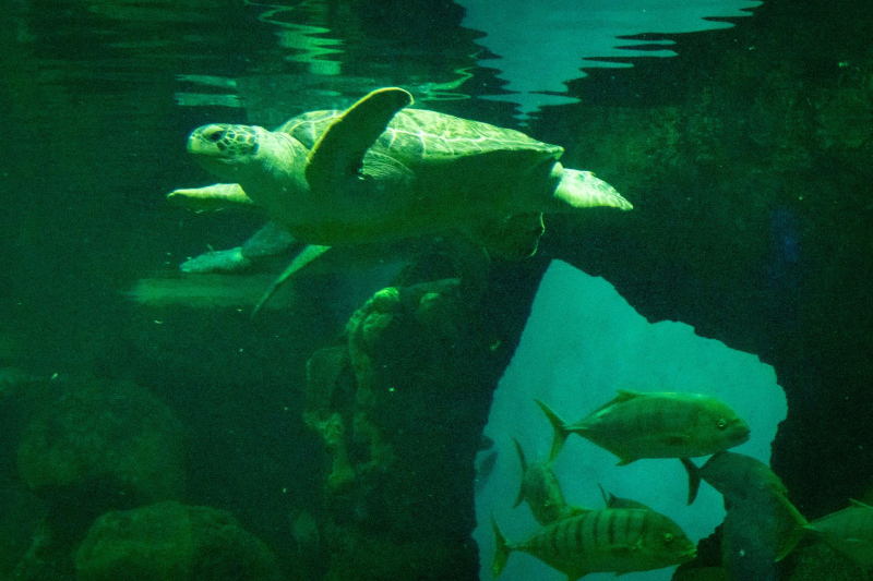 Sea Turtles