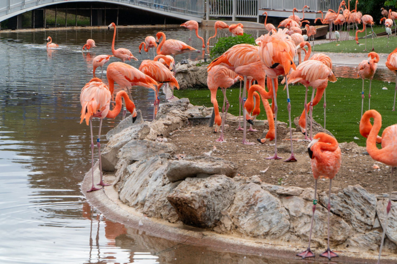Flamingos