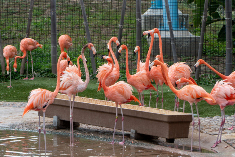 Flamingos