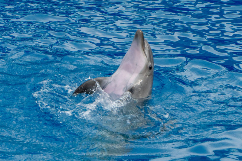 Dolphin Adventures