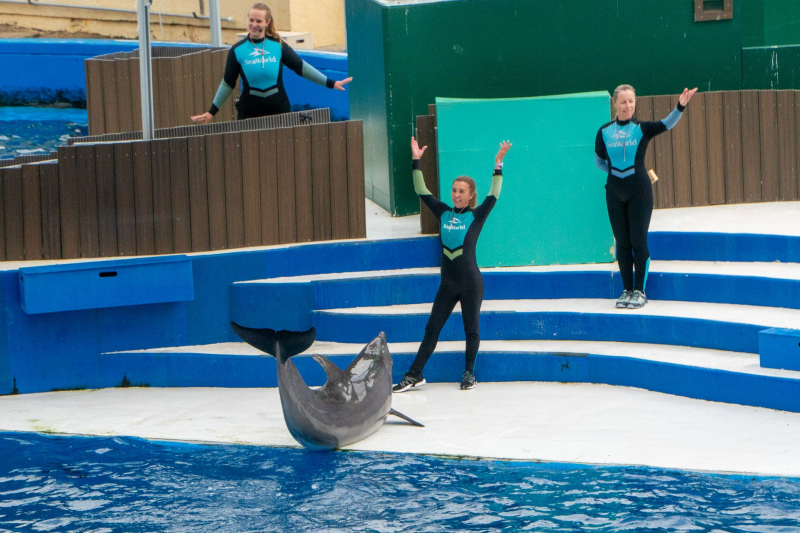 Dolphin Adventures