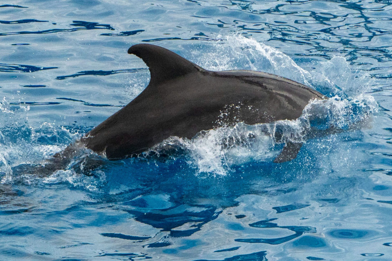 Dolphin Adventures