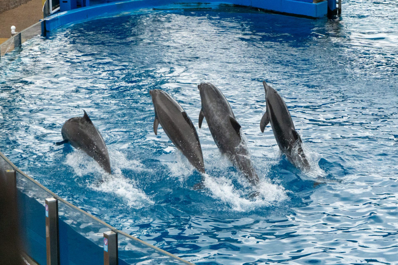 Dolphin Adventures