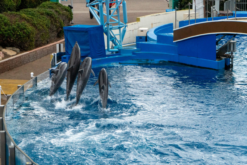 Dolphin Adventures