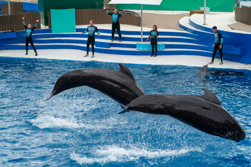 Dolphin Adventures